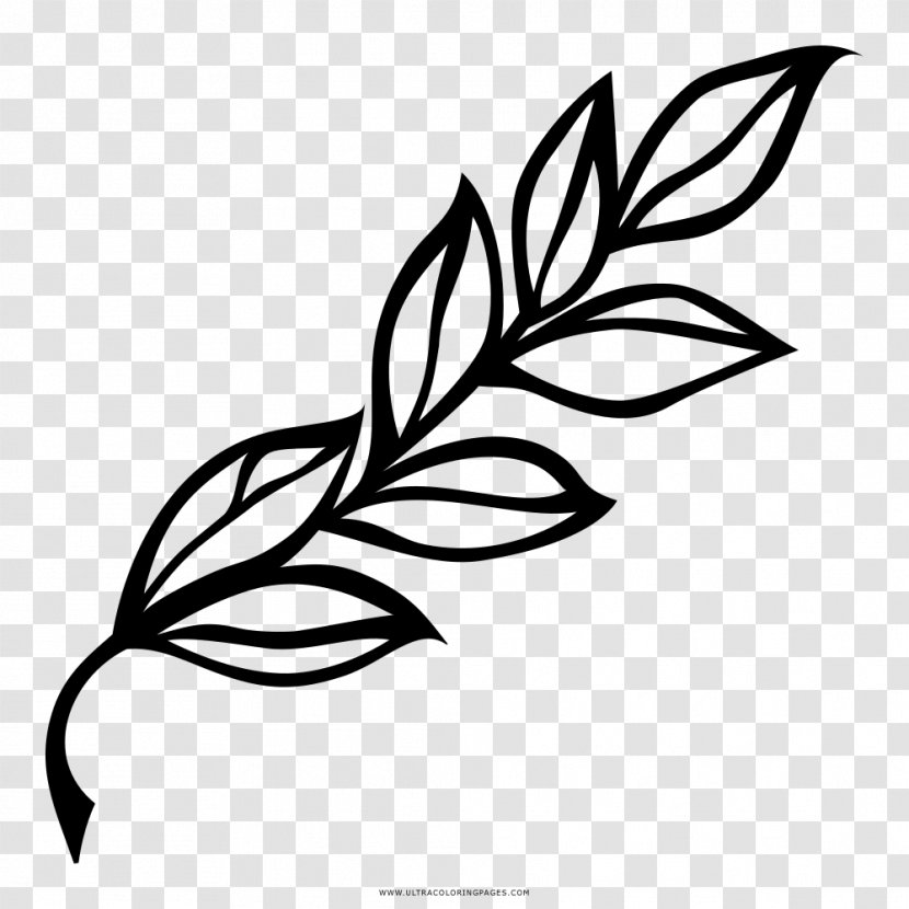 Bay Laurel Drawing Leaf Branch Clip Art - Plant Transparent PNG