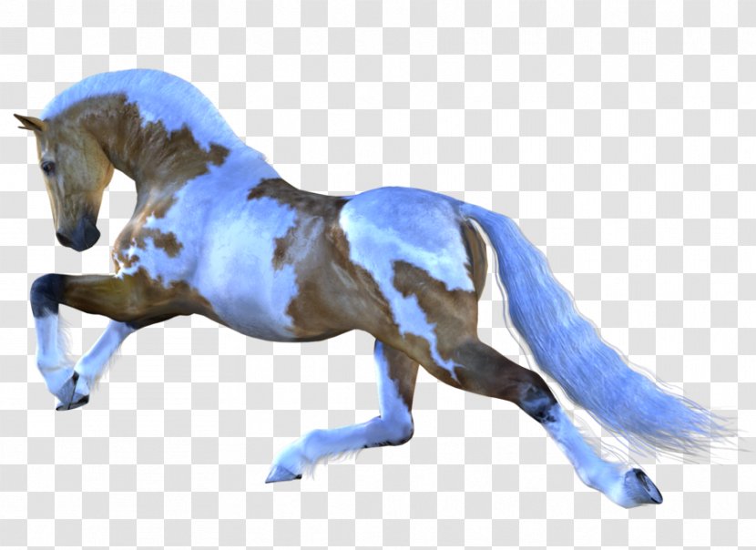 Horse Mare Stallion Pony - Horses Transparent PNG