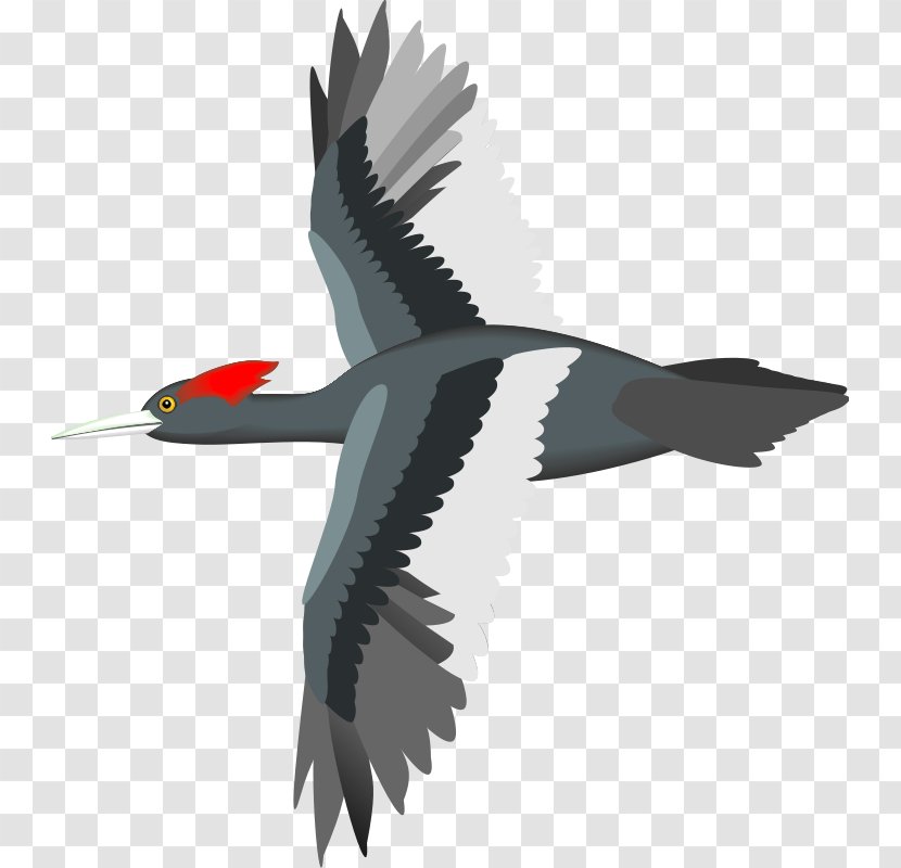 Bird Flight Sparrow Parrot Goose - Flying And Gliding Animals - Free Vector Transparent PNG