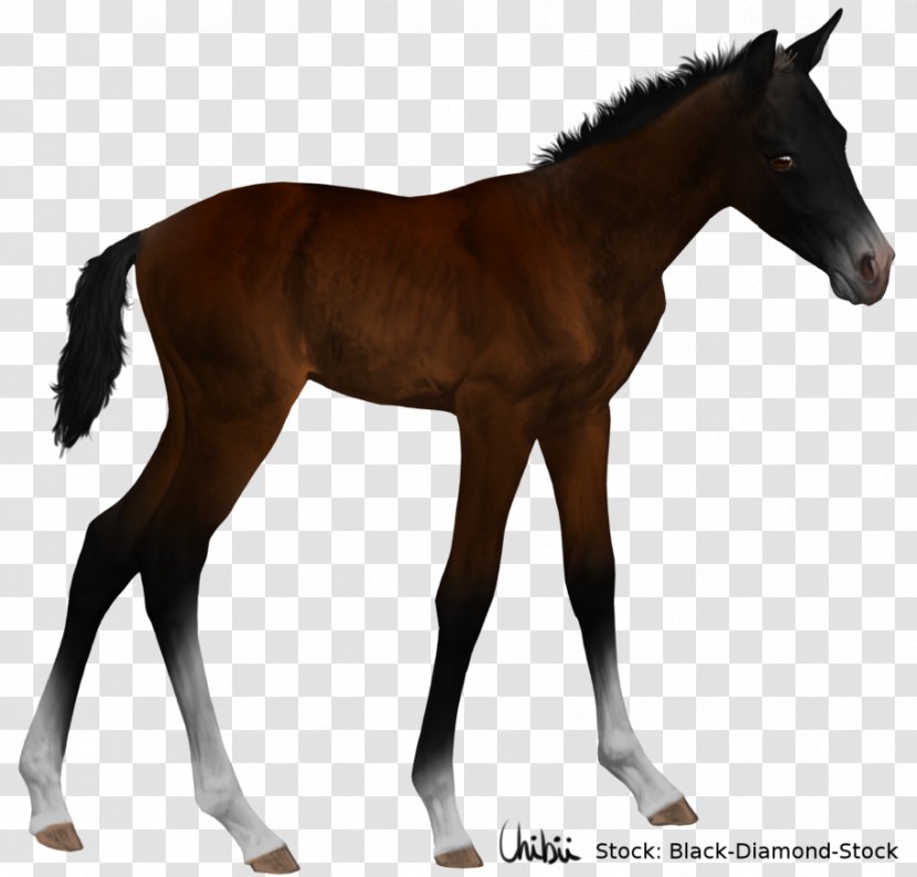 Foal Mustang American Quarter Horse Stallion Colt Transparent PNG