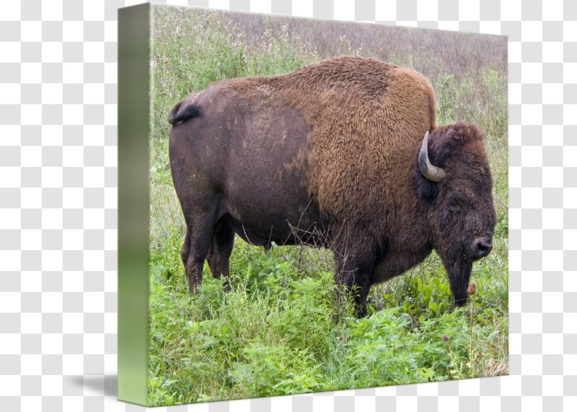 American Bison Poster Buffalo Grass Imagekind - Grazing Transparent PNG