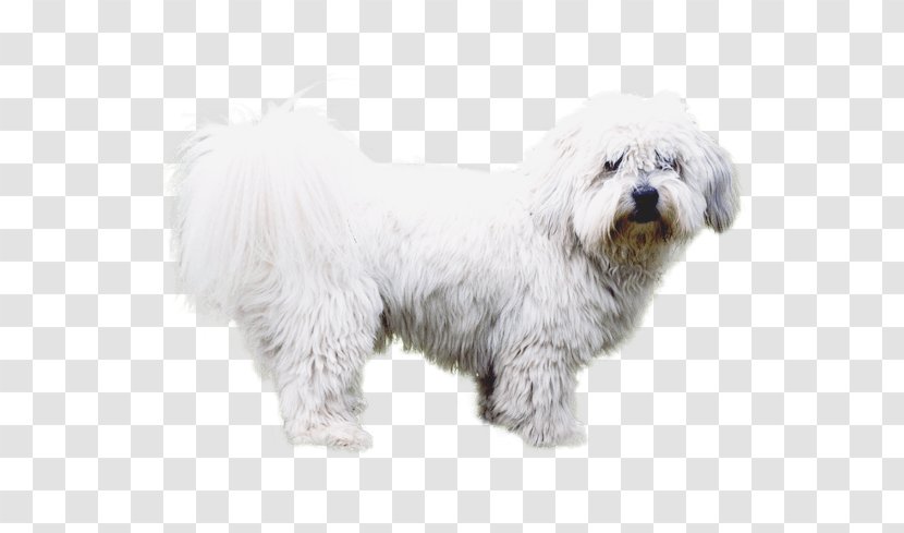 Maltese Dog Havanese Coton De Tulear Little Lion Bichon Frise - Diseases Transparent PNG