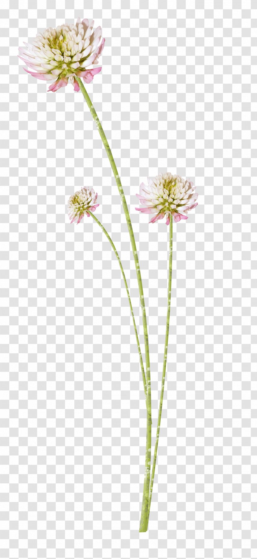 First Spring Flowers Drawing Watercolor Painting - Plant Stem - Flower Transparent PNG