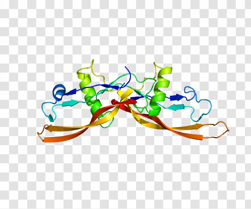 Bone Morphogenetic Protein 2 6 - Organism - Bones Transparent PNG