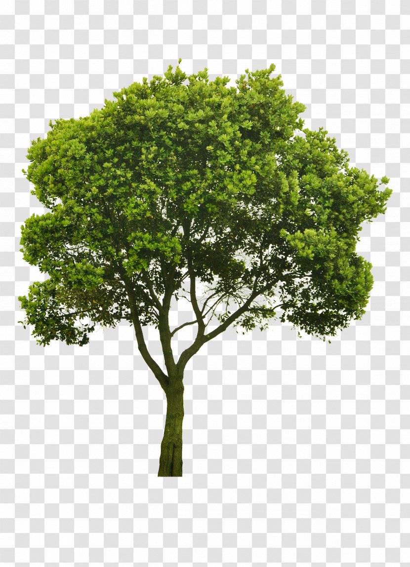 Tree Stock Photography Clip Art - Landscape Architecture Transparent PNG