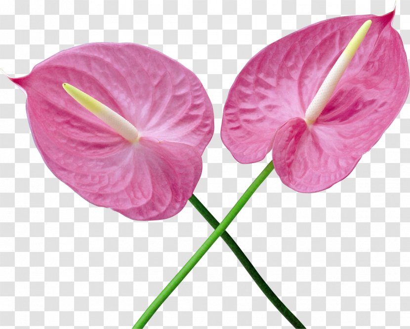 Moth Orchids Cut Flowers Plant Stem Transparent PNG