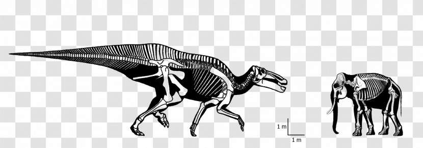 Tyrannosaurus Cattle Triceratops Dinosaur Drawing - Monochrome Transparent PNG