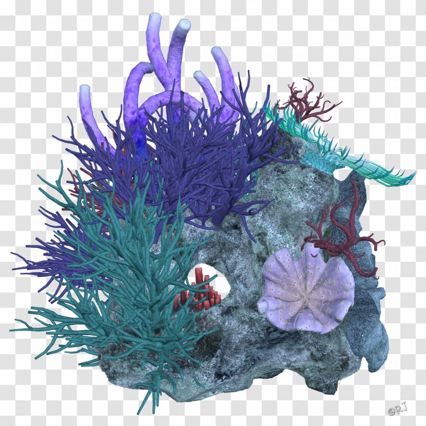 Coral Reef Deep Sea Transparent PNG