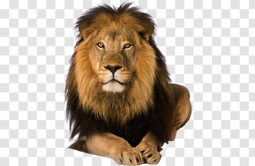 Lion Rosa Fort High School DeviantArt Great Prince Of The Forest - Carnivoran Transparent PNG