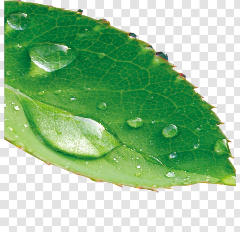 Leaf Drop Dew - Green Transparent PNG