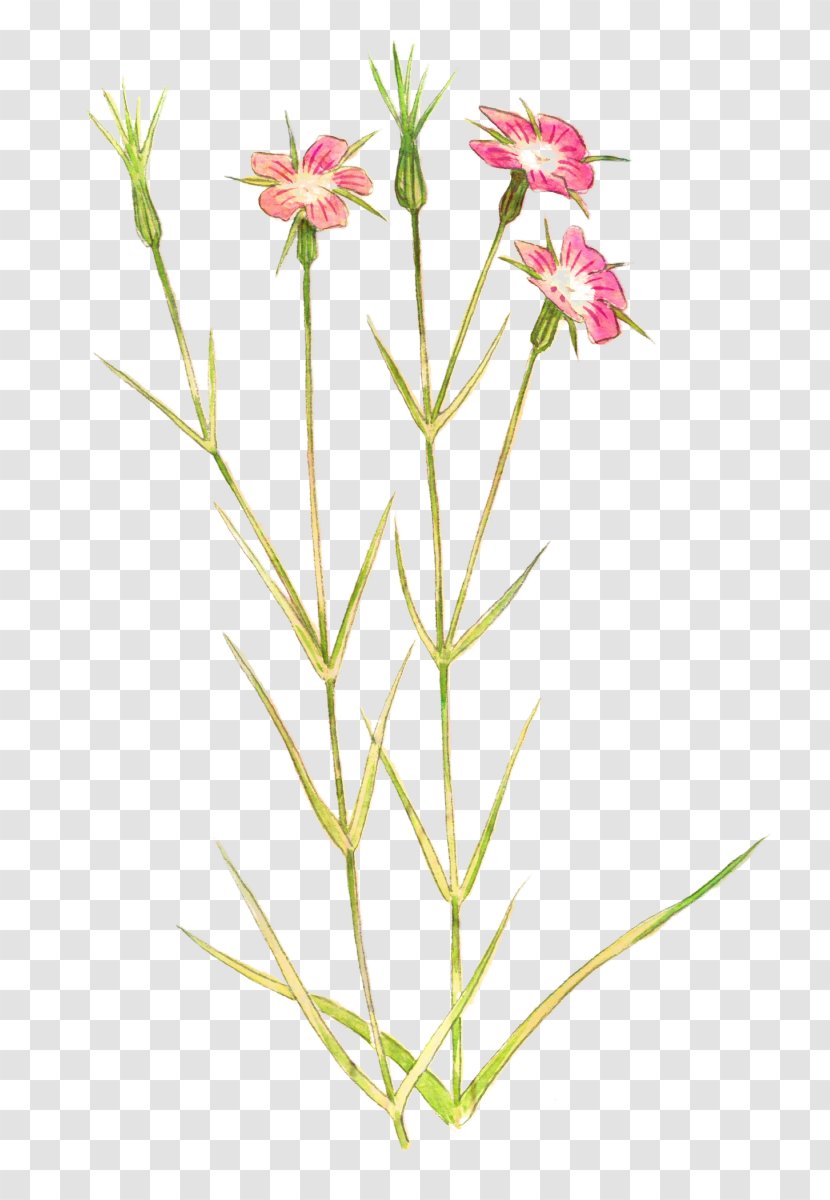 Petal Plant Stem Cut Flowers Herbaceous Plants - Family Transparent PNG