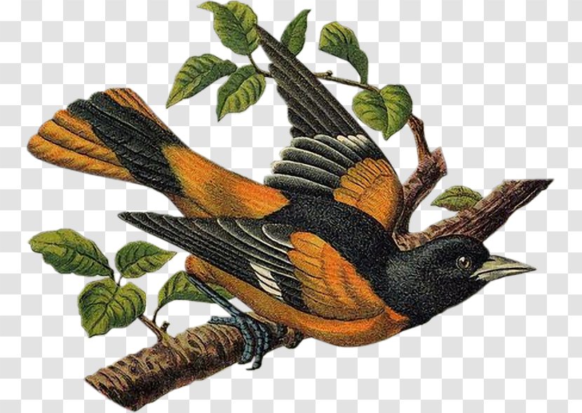 Wren Bird Victorian Era Bokmärke - Cuculiformes Transparent PNG