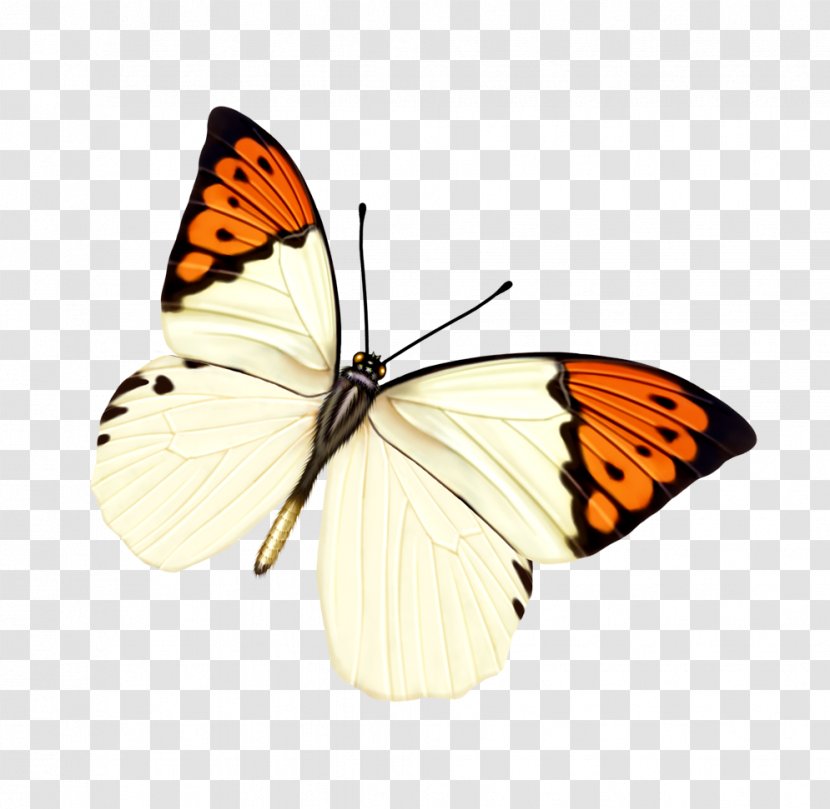 Butterfly Insect Transparency And Translucency - Moth Transparent PNG