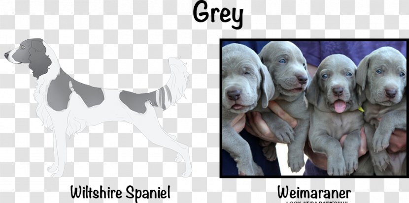 Weimaraner Puppy Dog Breed Sporting Group Snout - Mammal - Poodle Transparent PNG