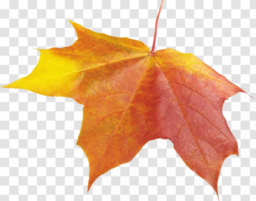 Autumn Leaf Color - Maple Transparent PNG