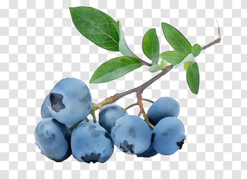 Bilberry Plant Blue Berry Fruit - Woody Prunus Spinosa Transparent PNG
