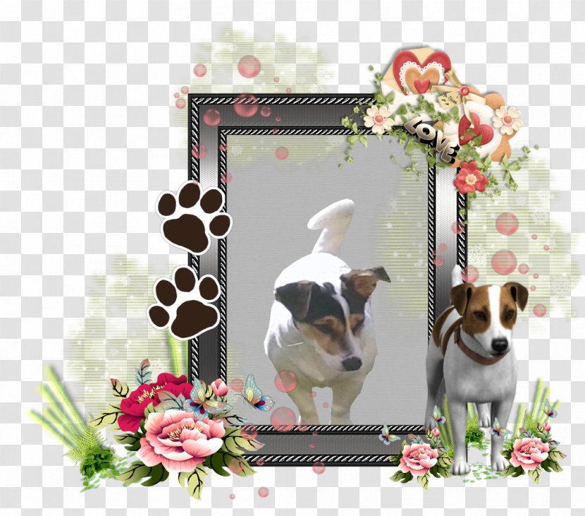 Dog Breed Jack Russell Terrier Puppy Picture Frames Companion - Pet Transparent PNG