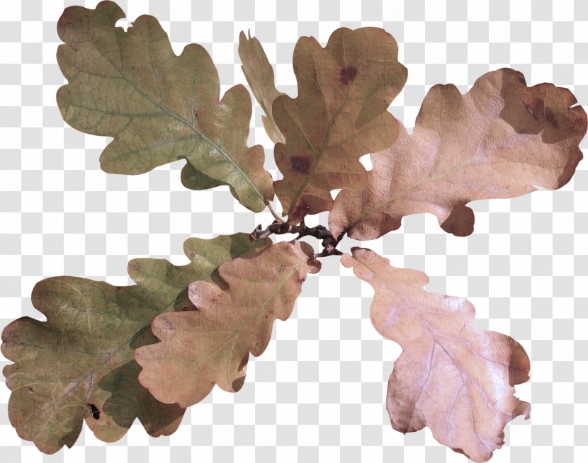 Plane - Plant - Twig Oregon White Oak Transparent PNG