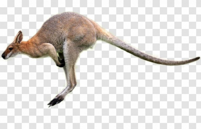 Kangaroo Cartoon - Macropodidae - Oriental Longhair Tail Transparent PNG