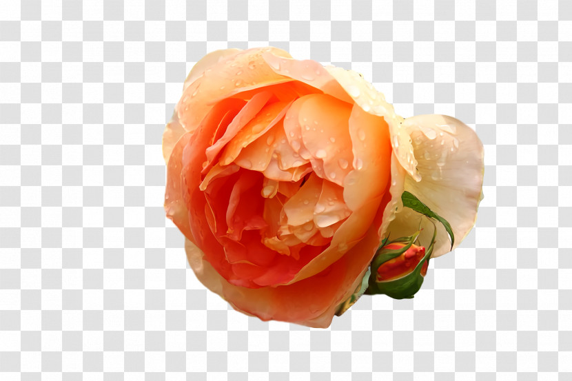 Garden Roses Transparent PNG