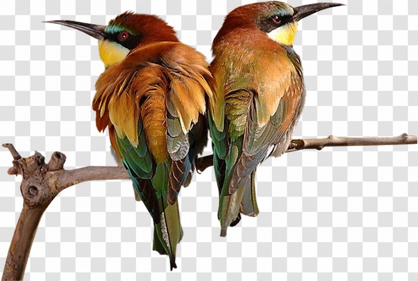 Bird Painting Animation - Coraciiformes Transparent PNG