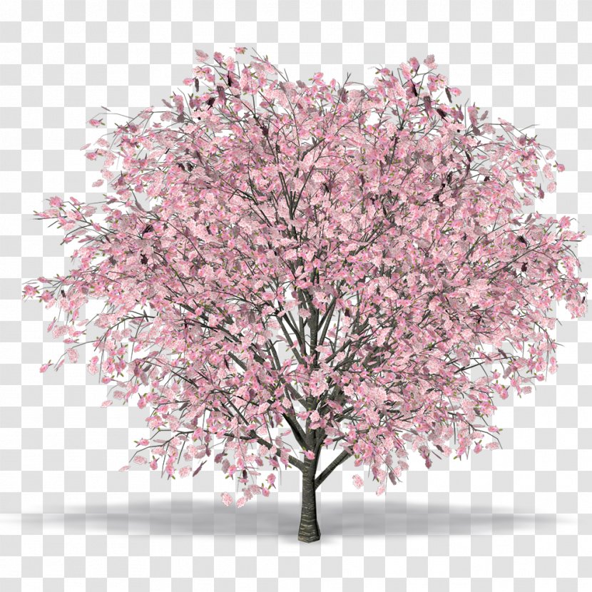 Cherry Blossom East Asian Tree Cerasus Prunus Serrula - Shrub Transparent PNG