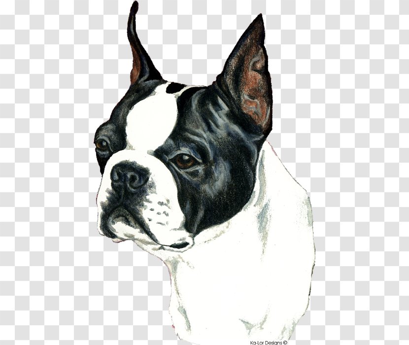 Boston Terrier Valley Bulldog Toy Dog Breed English White - Old Transparent PNG