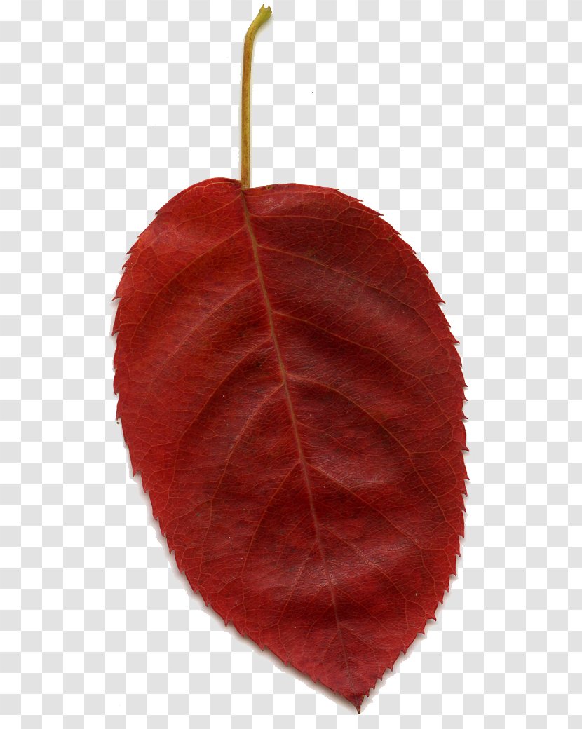 Leaf Red Clip Art - Pink Leaves Transparent PNG