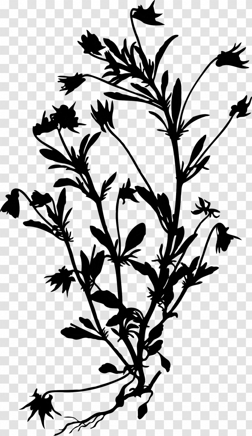 Twig Plant Stem Flowering Leaf - Pedicel - Herbaceous Transparent PNG