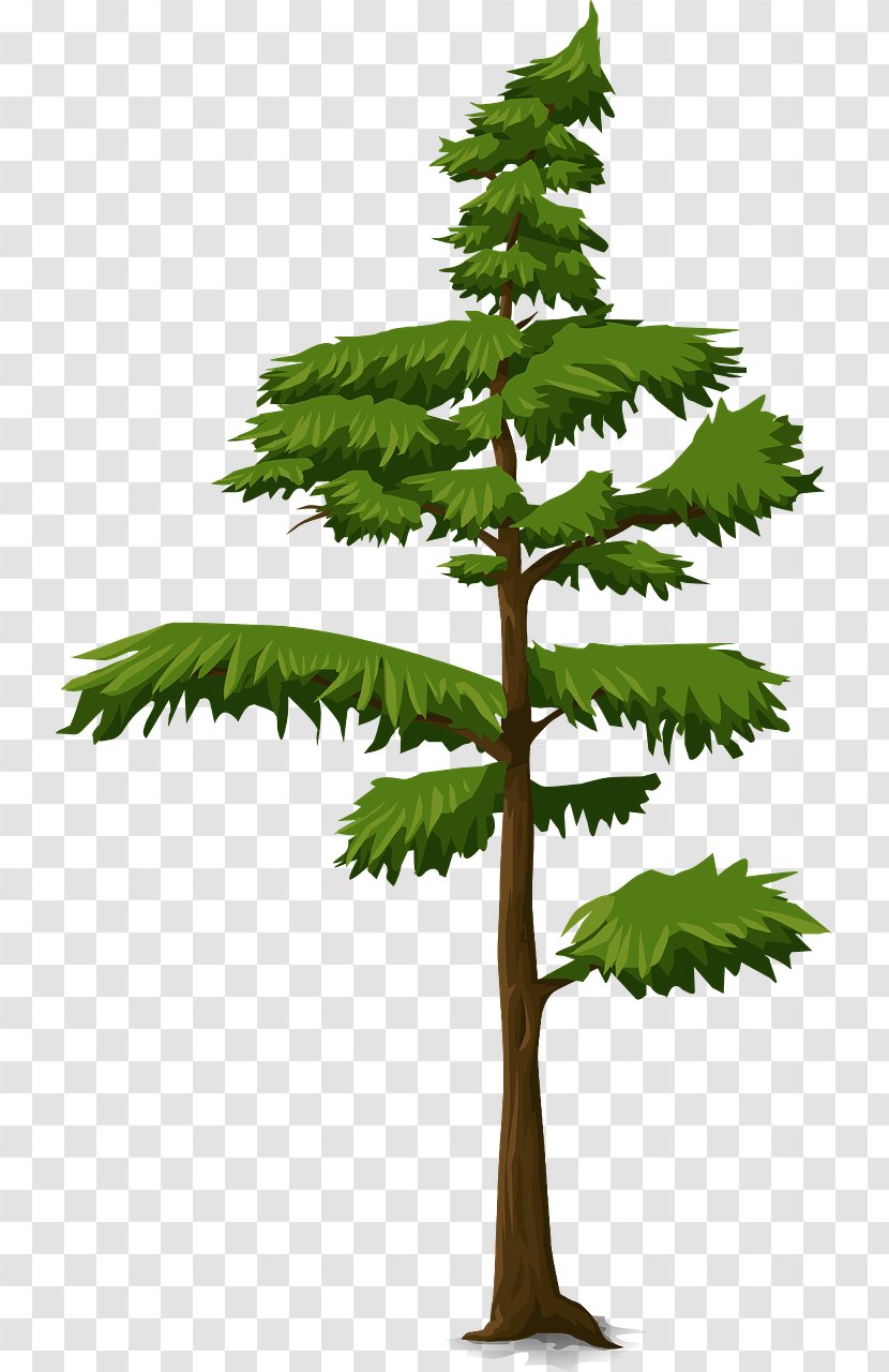 Tree Fir Trunk Branch - Grass - Fir-tree Transparent PNG