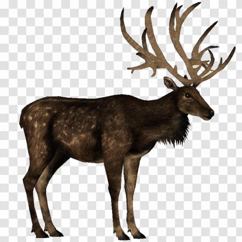 White-tailed Deer Moose Antler Elk - Eventoed Ungulates - Anime Transparent PNG