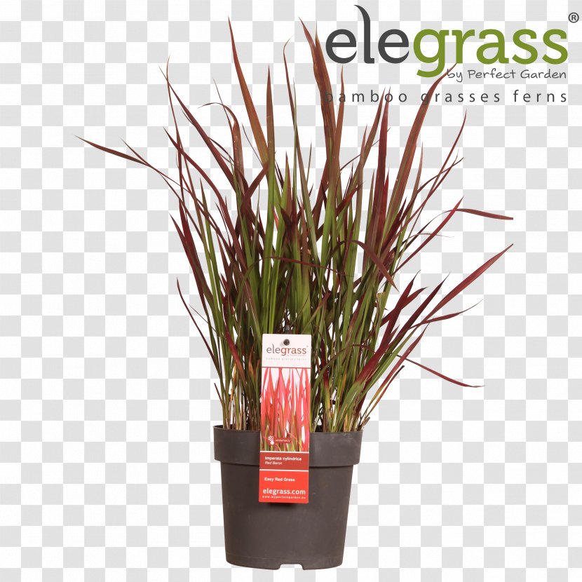 Ornamental Grass Japanese Sedge Carex Hachijoensis Chinese Fountain Flowerpot - Plant Transparent PNG