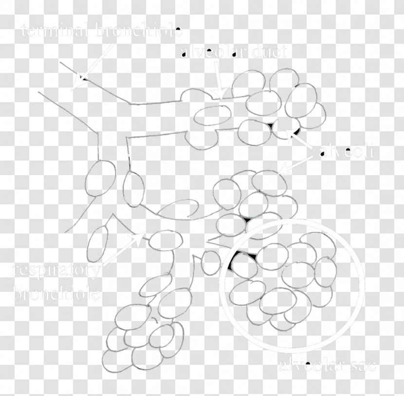 Clip Art Drawing Product /m/02csf Point - Text - Alveoli Vector Transparent PNG