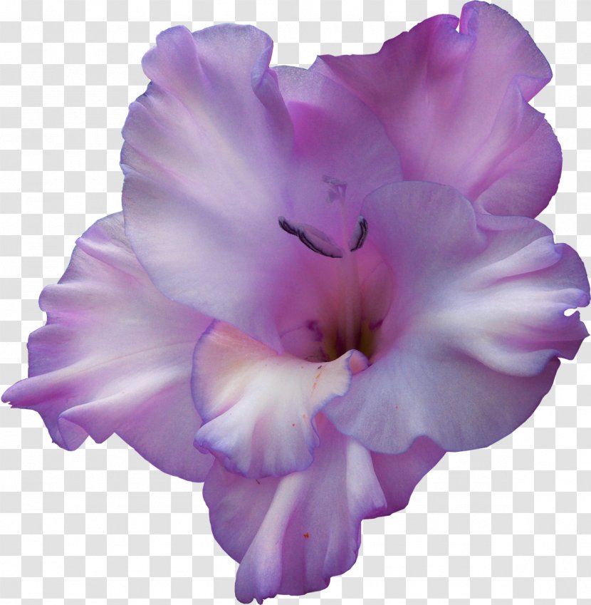 Flower Gladiolus Clip Art Transparent PNG
