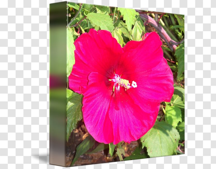 Shoeblackplant Hollyhocks Annual Plant Morning Glory Herbaceous - Pink Hibiscus Transparent PNG
