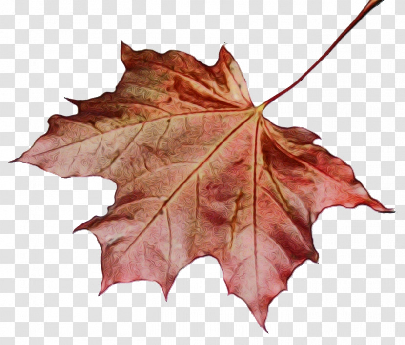 Maple Leaf Transparent PNG