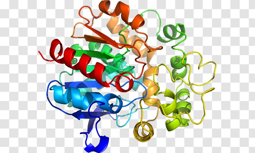 SPINT1 Chemical Reaction Protein Enzyme Chemistry - Substance - Catalysis Transparent PNG