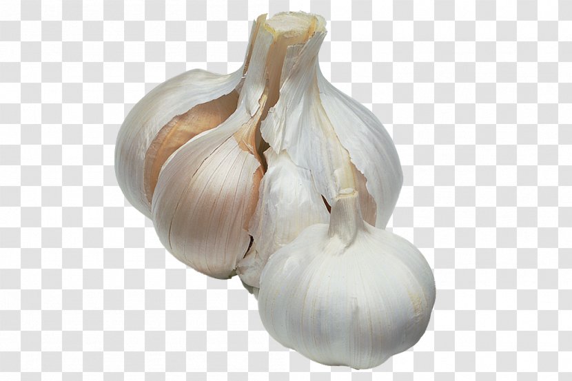 Elephant Garlic BBC Gardeners' World Onion Sowing - Vegetable Transparent PNG