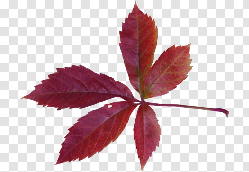 Maple Leaf Autumn Bladnerv - Plant Transparent PNG