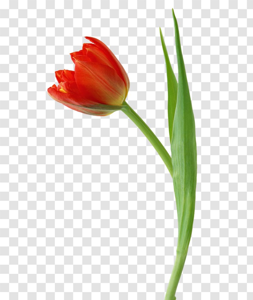 Tulip Flower Image Illustration - Plant - Orint Transparent PNG