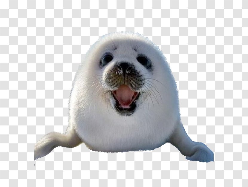 Earless Seal Sea Lion Harp Arctic Dog Transparent PNG