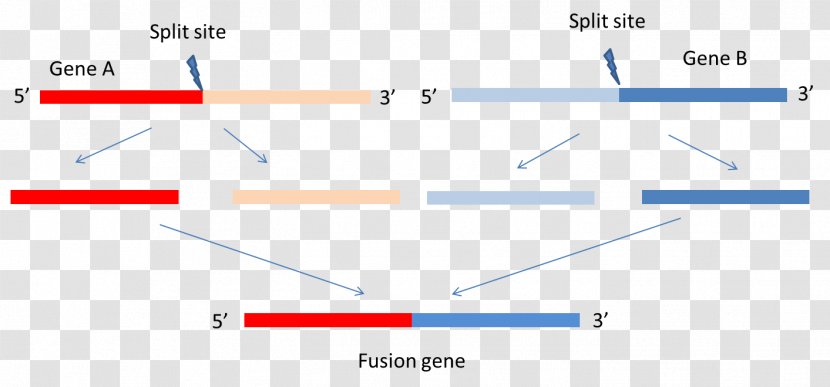 Fusion Gene Expression Chimeric Cancer - Rna - Cell Details Transparent PNG