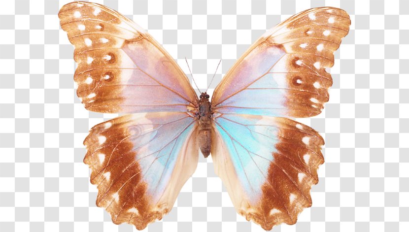 Clip Art - Lycaenid - Purple Butterfly Transparent PNG