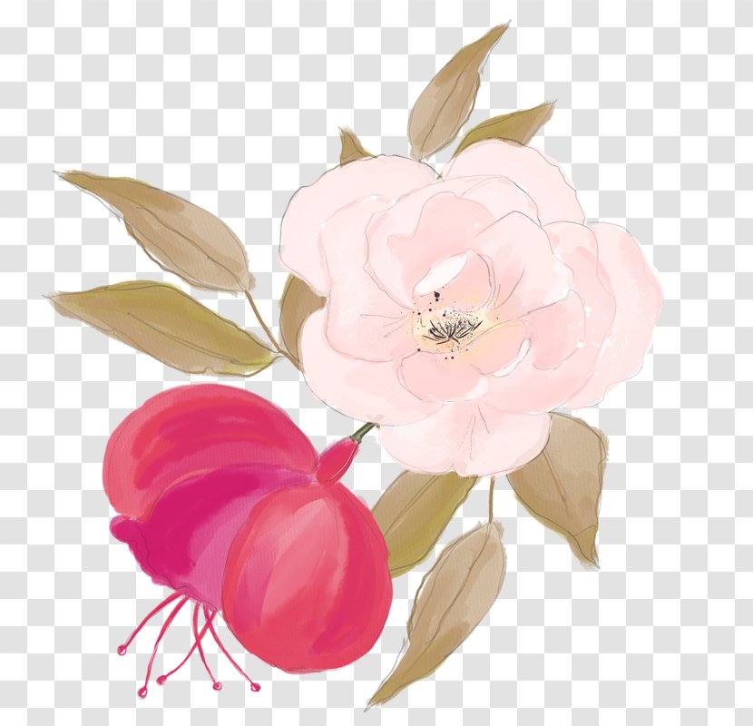 Centifolia Roses Watercolor Painting Flower Illustration - Still Life Photography - Simple Rose Transparent PNG