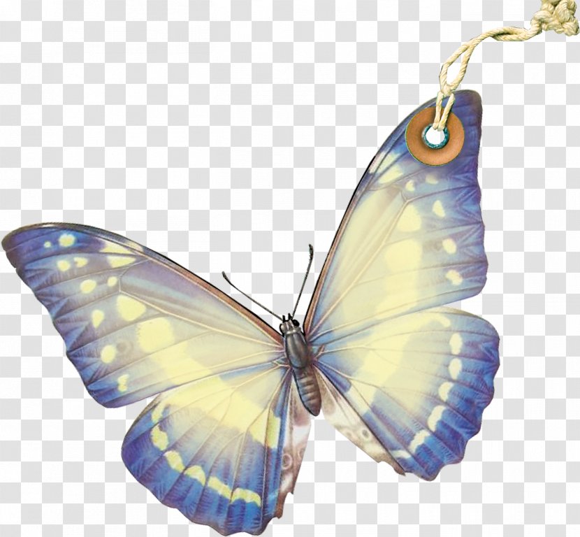 Monarch Butterfly Moth Pieridae Gossamer-winged Butterflies Transparent PNG
