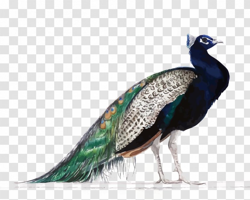 The Peafowl Of World Bird Painting - Asiatic - Vector Peacock Transparent PNG