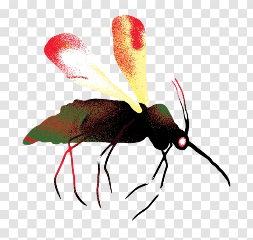 Fly Mosquito Insect Pollinator Cochliomyia Hominivorax - Membrane Winged - Trap Transparent PNG