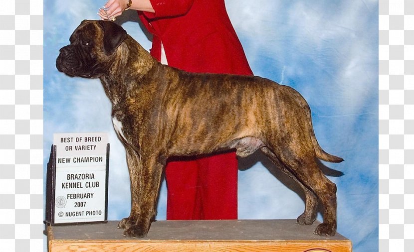 Dog Breed Boxer Transparent PNG
