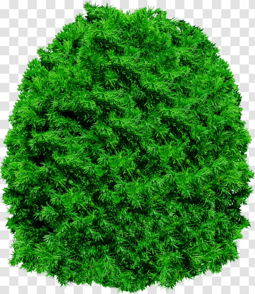 Tree - Grass - Pine Transparent PNG
