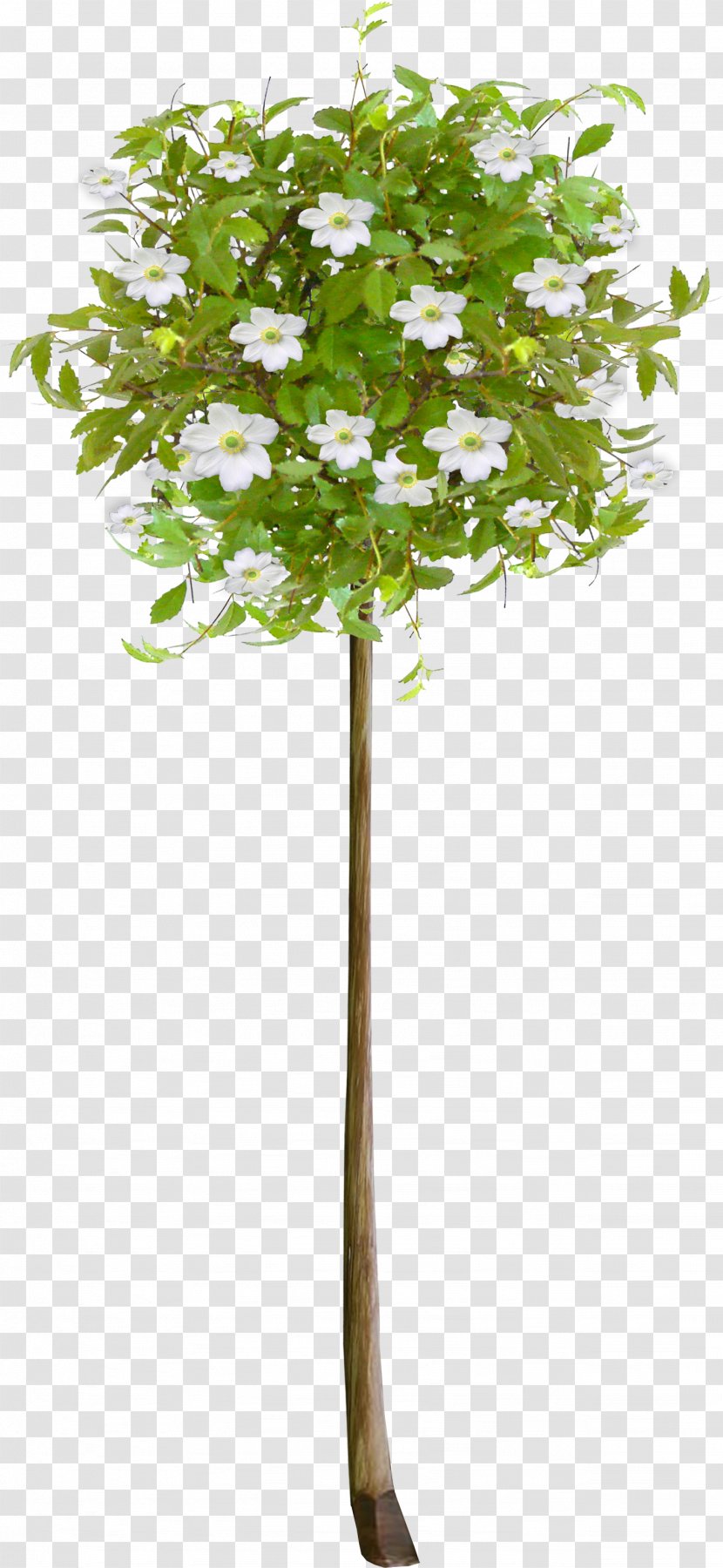 Tree Flower Clip Art - Shrub - Fir-tree Transparent PNG